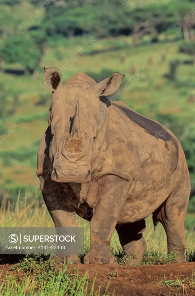 white rhinoceros ceratotherium simum hluhluwe-umfolozi park, zululand, south africa