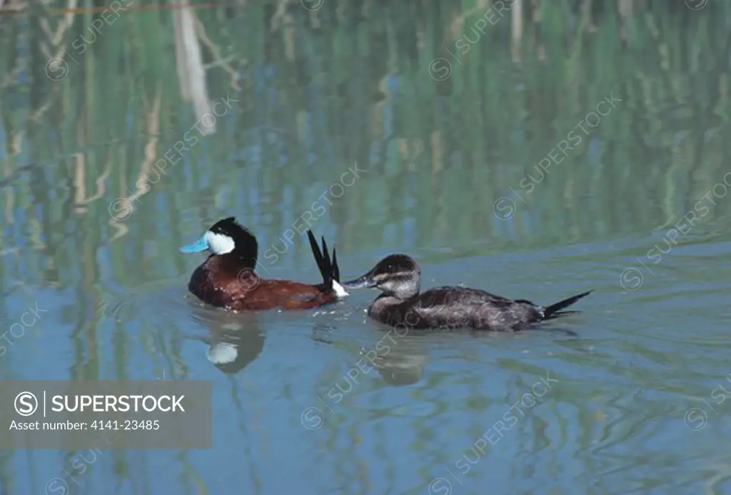 ruddy duck oxyura jamaicensis rubida pair on water bear river refuge, utah, usa 