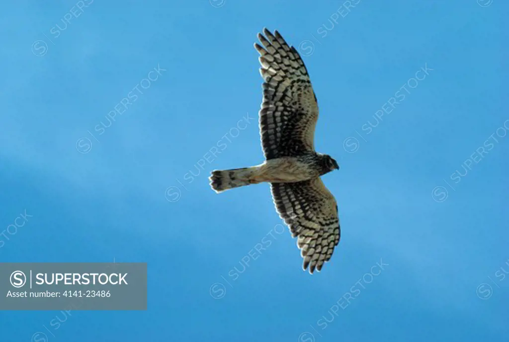hen harrier or marsh hawk circus cyaneus female in flight, usa