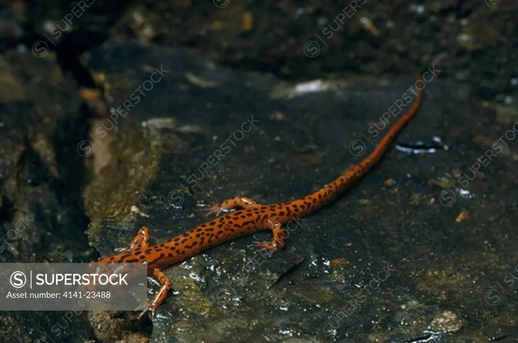 cave salamander (eurycea lucifuga) 