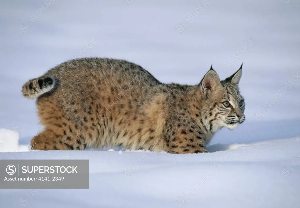 bobcat or red lynx felis rufus walking in deep snow. uinta national forest, utah, mid-western usa 