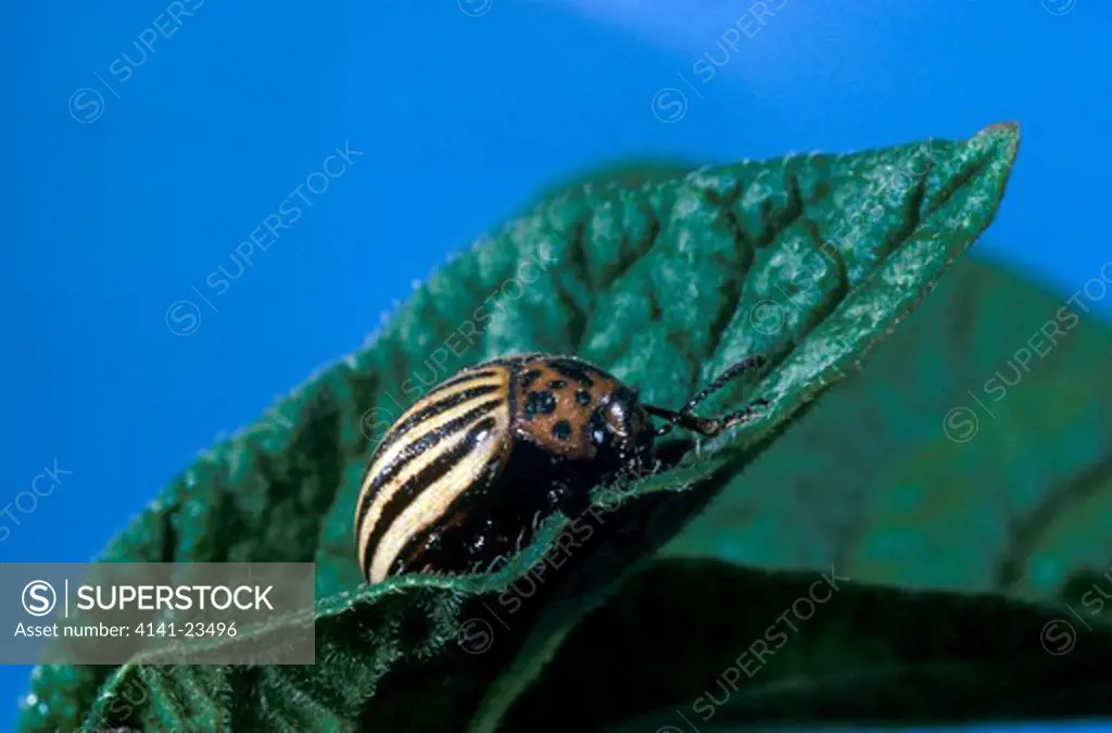colorado beetle on potato leaf leptinotarsa decemlineata ogden, utah, mid-western usa 