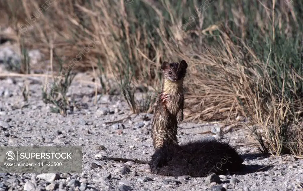 long-tailed weasel with prey mustela frenata nevadensis bear river refuge, utah, usa 