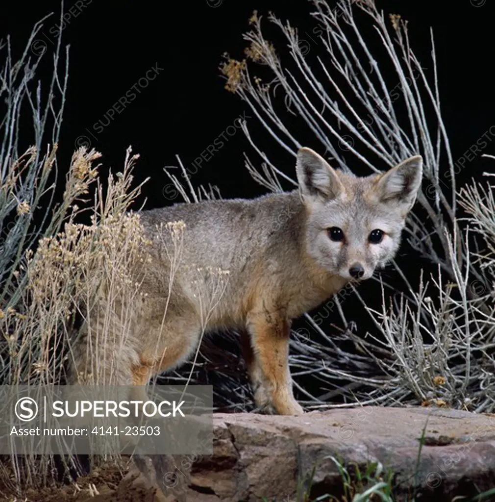 desert kit fox at night vulpes macrotis nevadensis ogden, utah, mid-western usa 