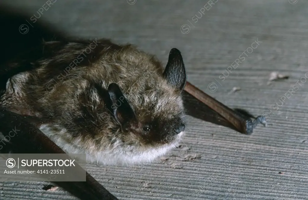 little brown bat on board myotis lucifugus ogden, utah, mid-western usa 