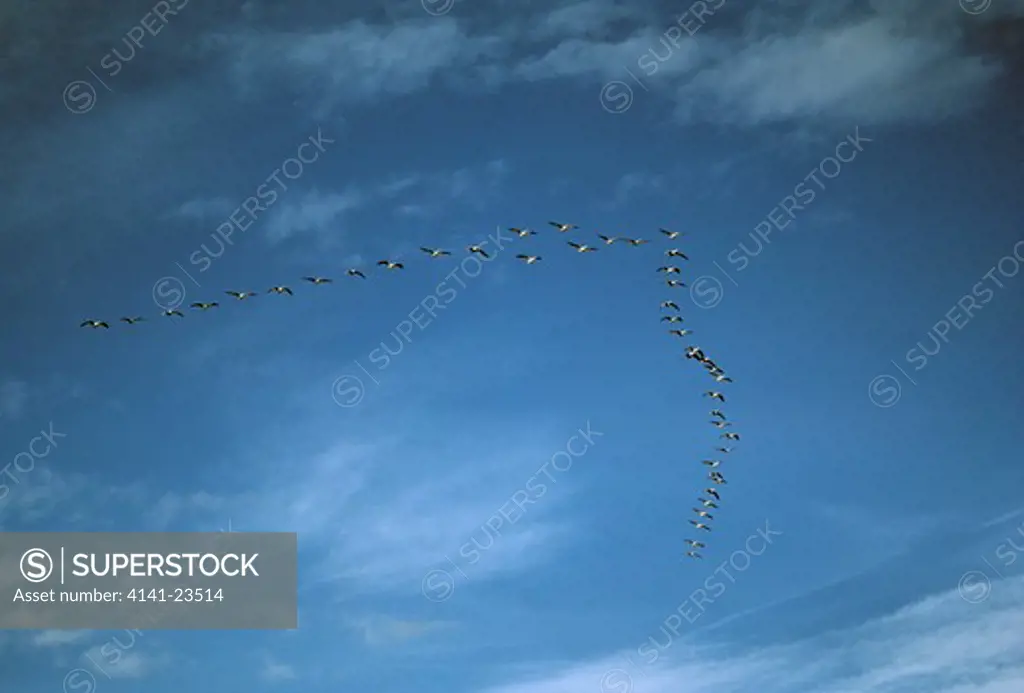 snow goose in v formation anser caerulescens bosque del apache national wildlife refuge, new mexico, usa 