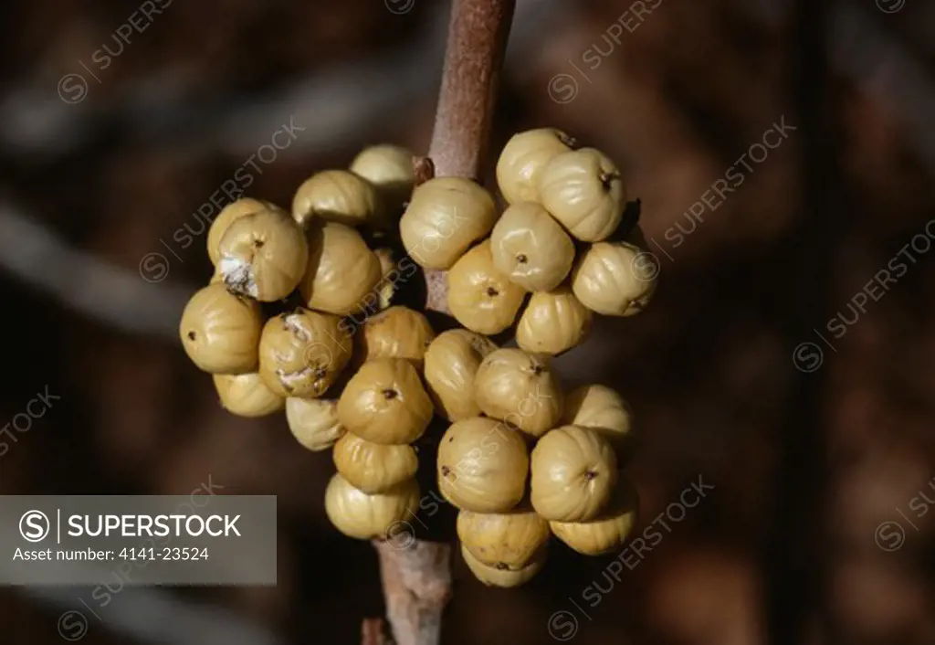 poison ivy bunch of ripe fruit rhus radicans ogden, utah, mid-western usa 