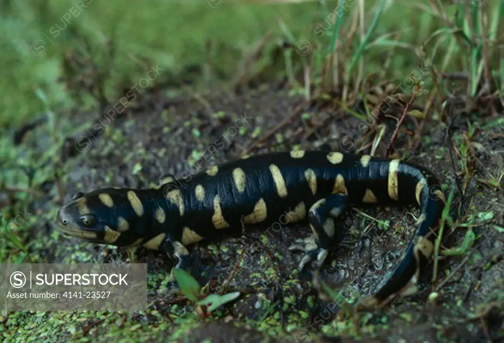 eastern tiger salamander ambystoma tigrinum tigrinum usa