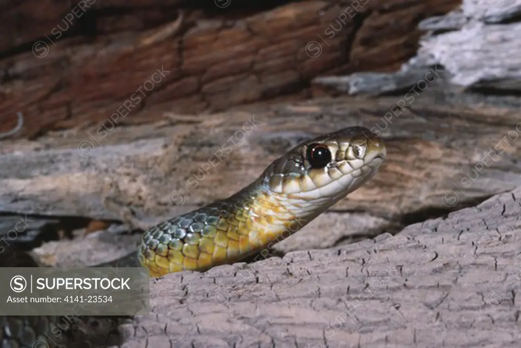 eastern yellow-bellied racer coluber constrictor flaviventris close up of head custer state park, south dakota, usa.
