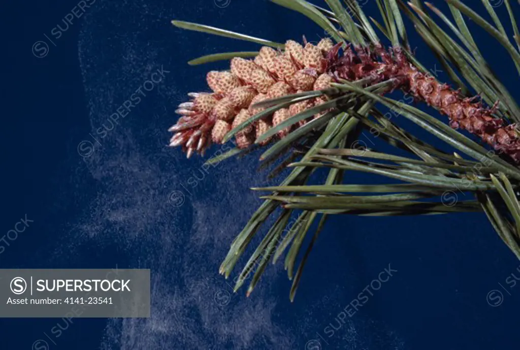 lodgepole pine male cone, pinus contorta wind dispersal of pollen 