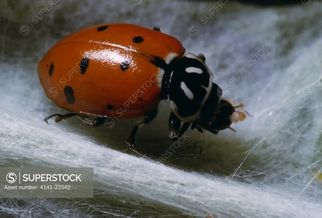convergent ladybird hippodamia convergens ogden, utah, usa 