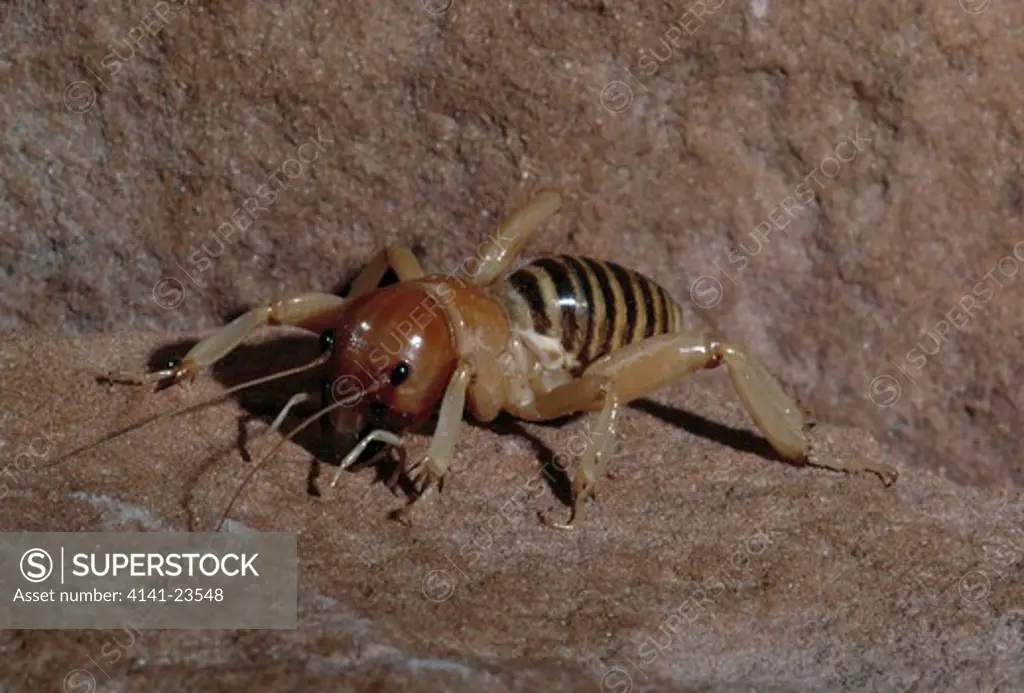 jerusalem cricket stenopelmatus fuscus arches national park, utah, usa