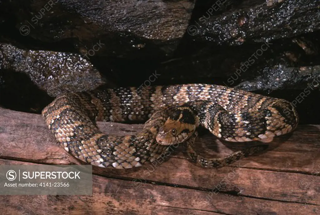 banded water snake nerodia fasciata ogden, utah, usa 