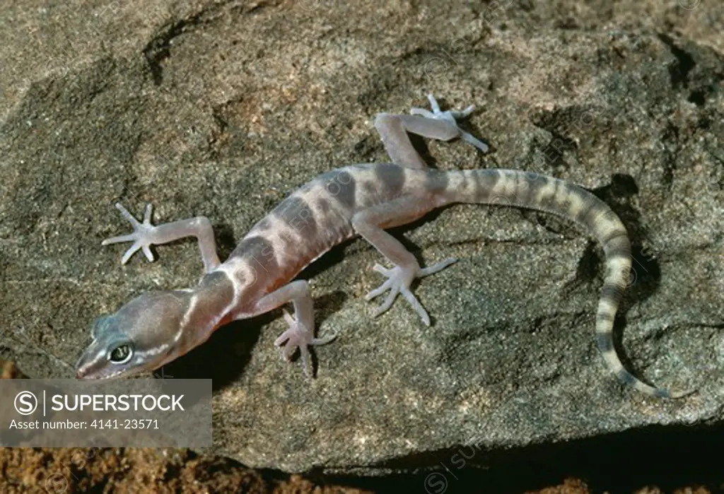 utah banded gecko on rock coleonyx variegatus utahensis ogden, utah, mid-western usa 