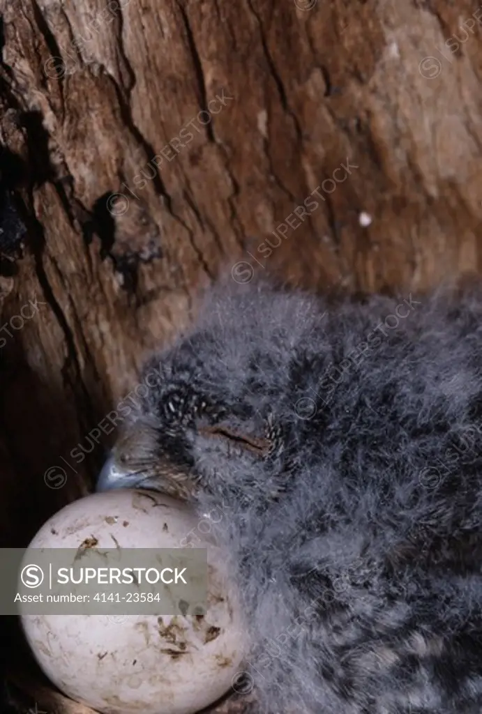 flammulated owl chick otus flammeolus and infertile egg. snow basin, utah, usa. july. 