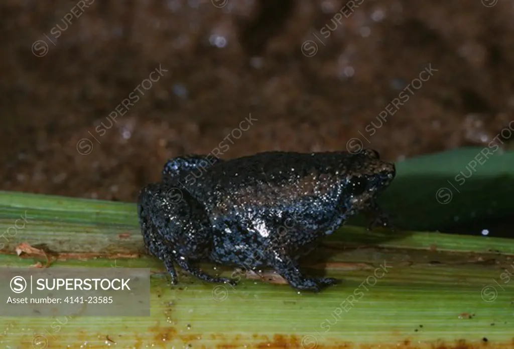 eastern narrowmouth toad gastrophryne carolinensis ogden, utah, mid-western usa 