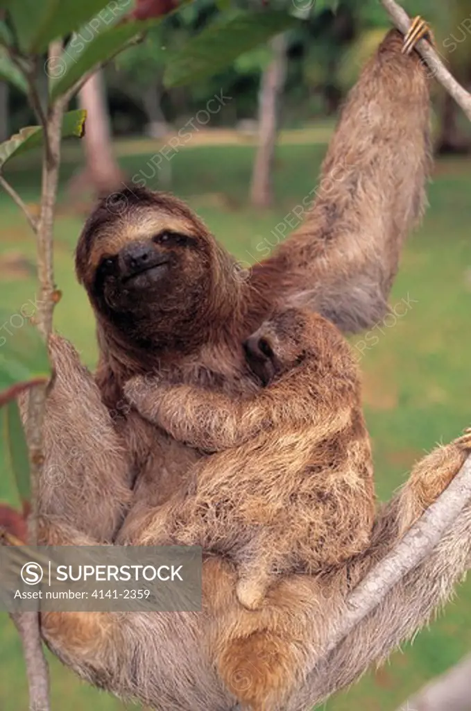 three-toed sloth bradypus tridactylus resting in tree with young costa rica, central america 