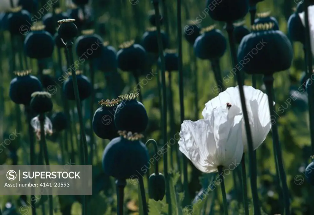 opium poppies seedheads papaver somniferum turkey 