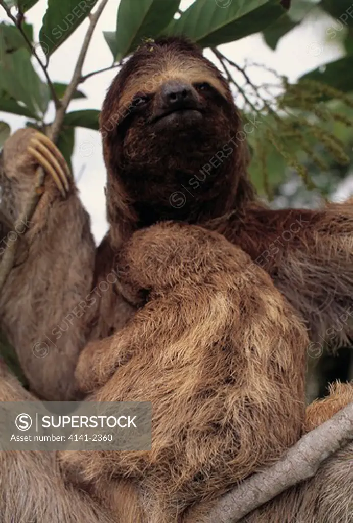 three-toed sloth with young bradypus tridactylus corcovado national park, costa rica 