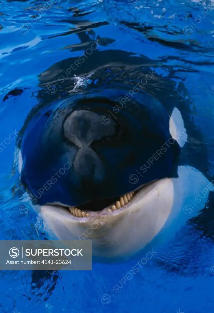 killer whale or orca orcinus orca 