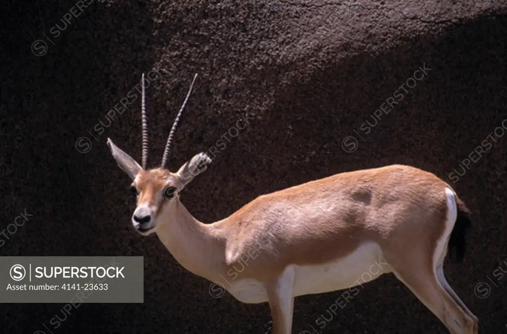 slender-horned gazelle gazella leptoceros endangered. deserts of egypt and algeria