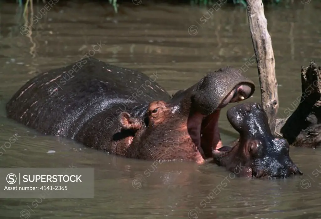 hippopotamus hippopotamus amphibius mother & young playing in water masai mara national reserve