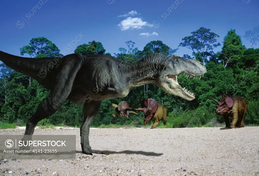 tyrannosaurus rex a meat-eating theropod dinosaur from the late cretaceous period, stalking a herd of triceratops horridus, a plant-eating ceratopsian dinosaur from the same time frame, in what is now western north america.