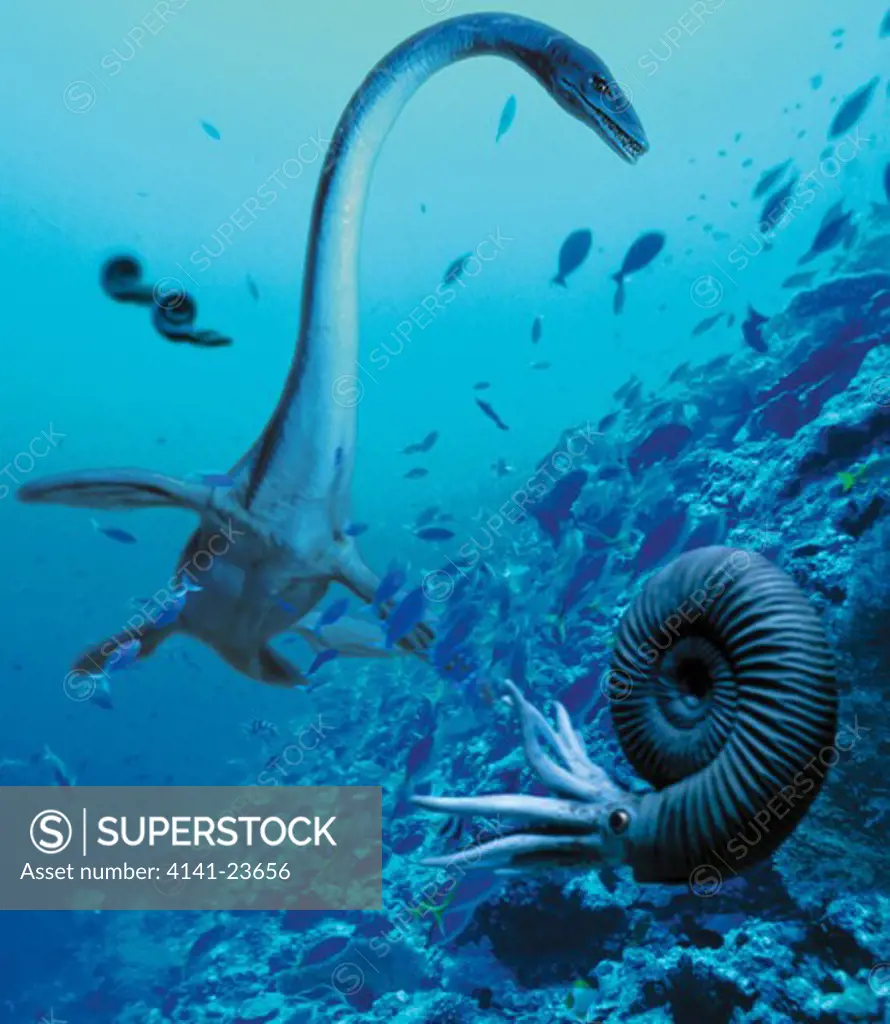 elasmosaurus a long-necked marine reptile belonging to plesiosaurs and not a dinosaur, hunting in a shallow coastal sea of the cretaceous period. nautiloids or ammonites, carnivorous cephalopods, are swimming in the foreground. 