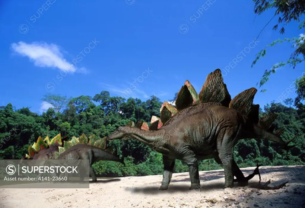 stegosaurus stenops herd a plant-eating ornitischian dinosaur from the late jurassic period, with a mature male in the foreground.