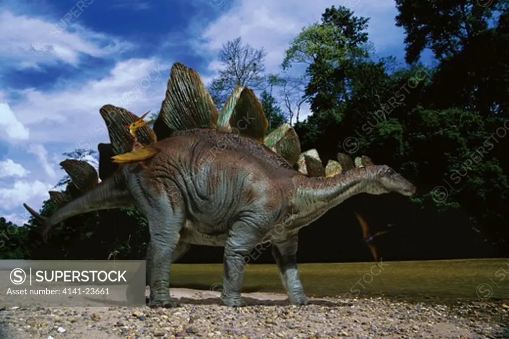 stegosaurus stenops male a plant-eating ornitischian dinosaur from the late jurassic period, ambling on a river bank in what is today northern america. small pterodactyls, flying reptiles belonging to the subgroup of pterosaurs, are cleaning it of ecto