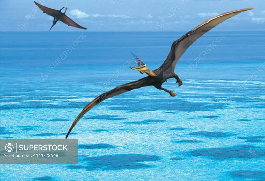 pteranodon sternbergi flying reptiles belonging to pterosaurs, not dinosaurs - soaring on thermals over a shallow coastal sea during the late cretaceous period in what is today england.