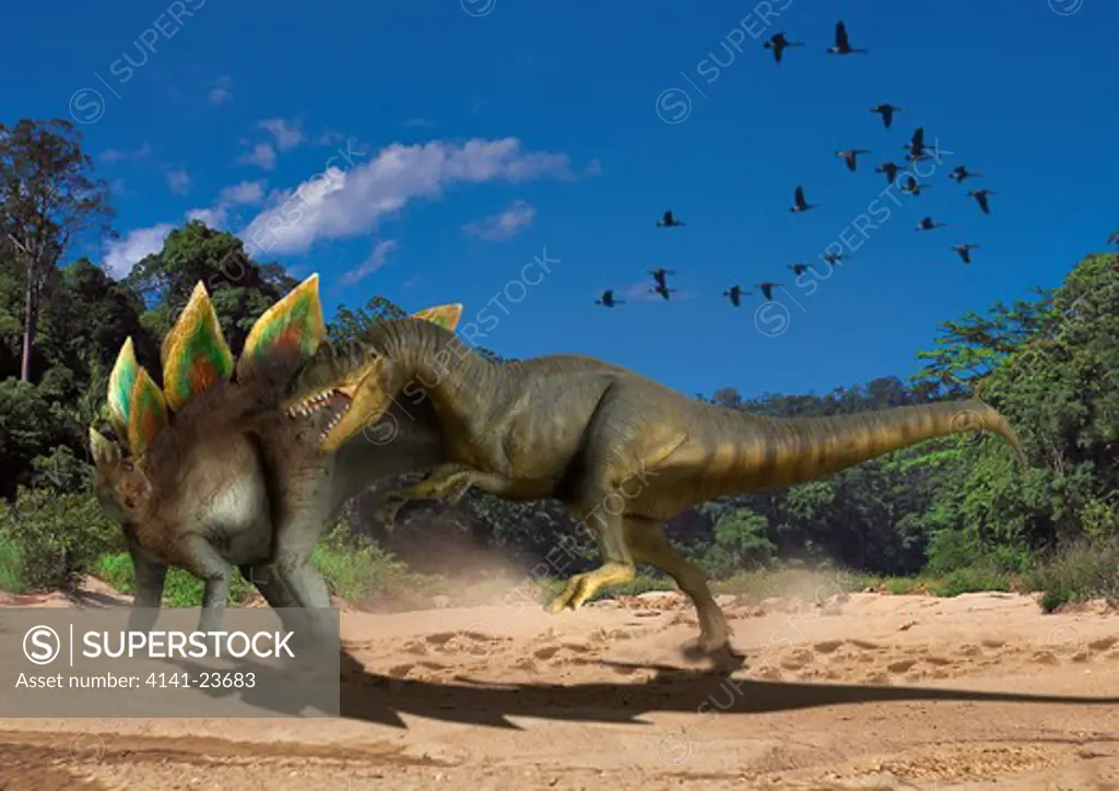 allosaurus & stegosaurus digital composite of a male allosaurus fragilis, a large theropod carnosaur from the late jurassic period, attacking a male stegosaurus stenops, a plant-eating ornitischian dinosaur, in what is today the state of colorado in th