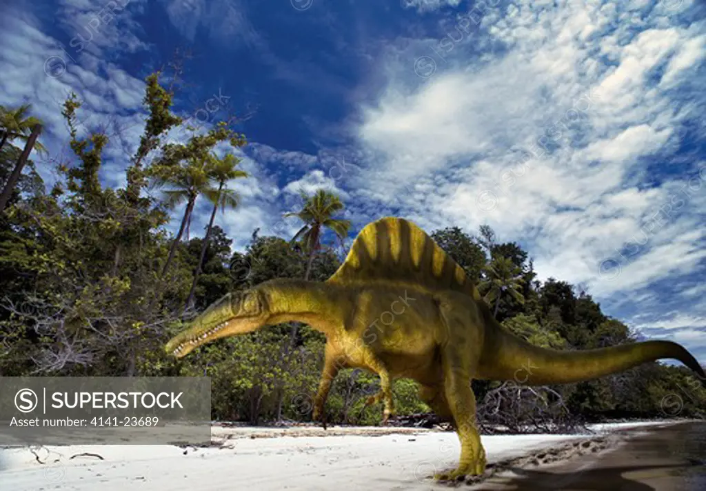 spinosaurus aegypticus digital composite of an adult spinosaurus aegypticus, a large carnivorous (probably fish-eating) theropod from the late cretaceous period, striding on a beach in what is today morocco in africa.