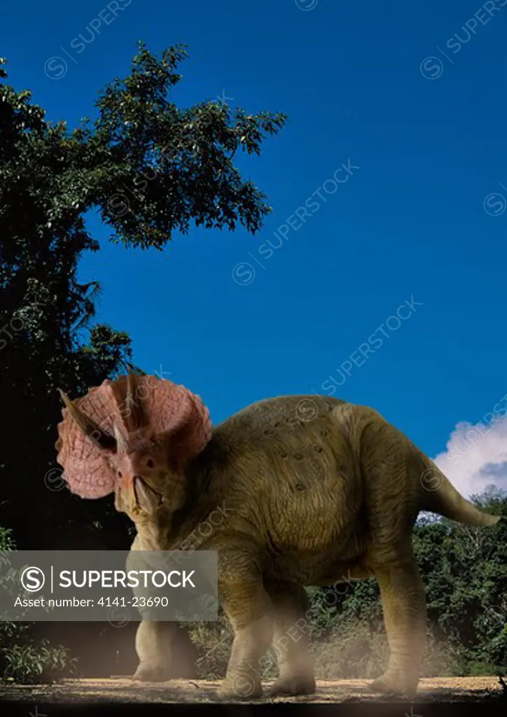 triceratops horridus digital composite of an adult male triceratops horridus, a large three-horned ceratopsian dinosaur from the late cretaceous period, ambling on a dry riverbed in what is today the state of colorado in the usa.