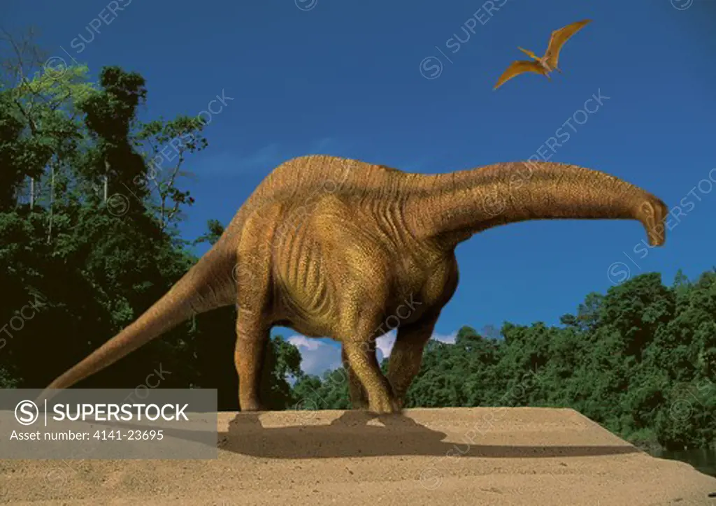 apatosaurus ajax a gigantic sauropod herbivorous dinosaur from the late jurassic period, ambling by a sandy riverbank in what is today the state of colorado in the usa.