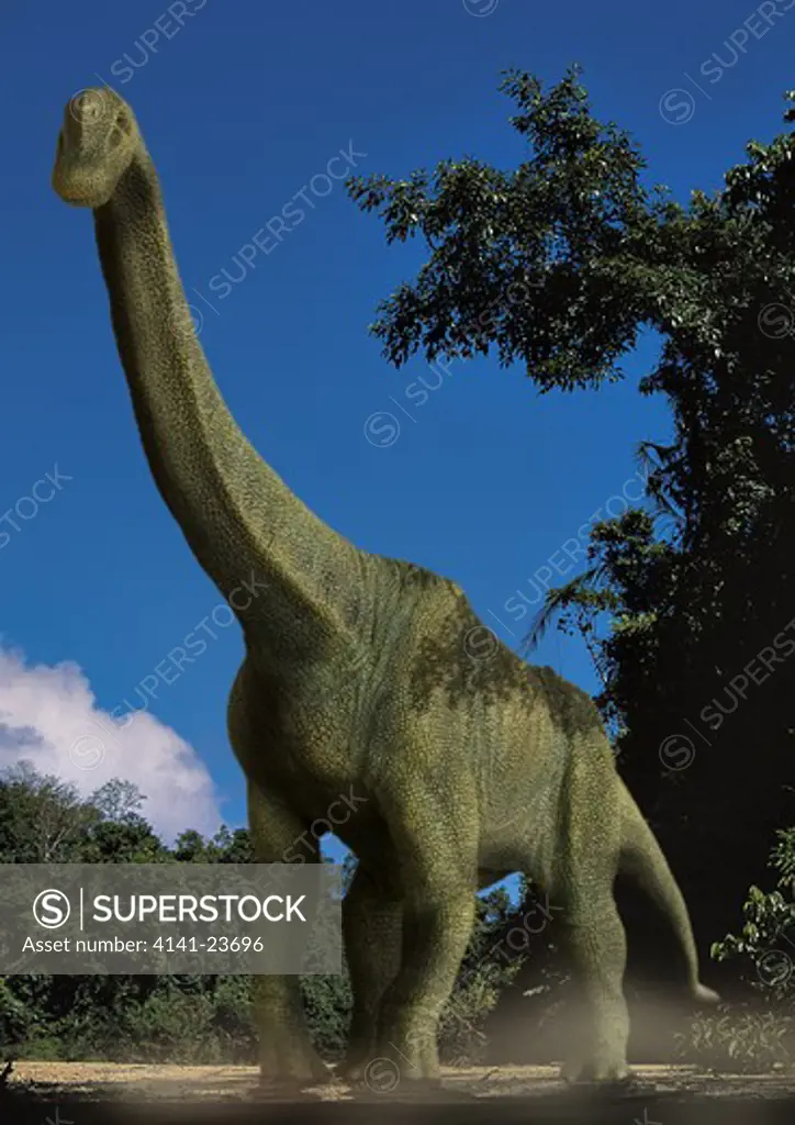 brachiosaurus altithorax a gigantic sauropod herbivorous dinosaur from the middle to late jurassic period, emerging from a forest in what is today north america.