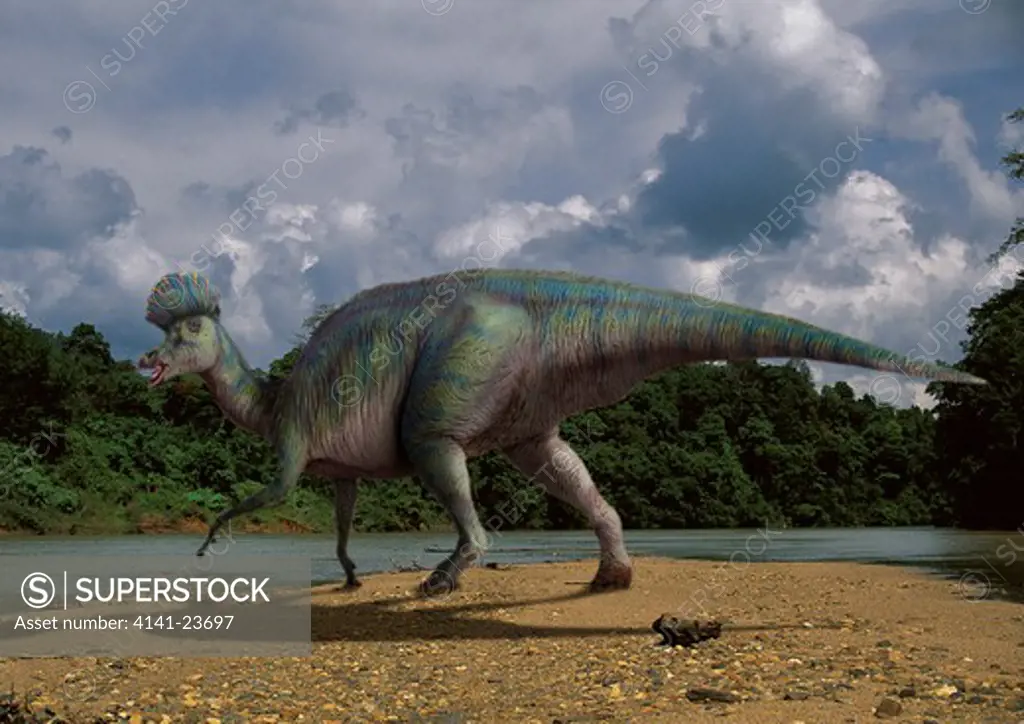 corythosaurus casuarius a large adult male hadrosaurid duck-billed plant-eating dinosaur from the cretaceous period, walking on a riverbank in what is today the state of alberta in canada.