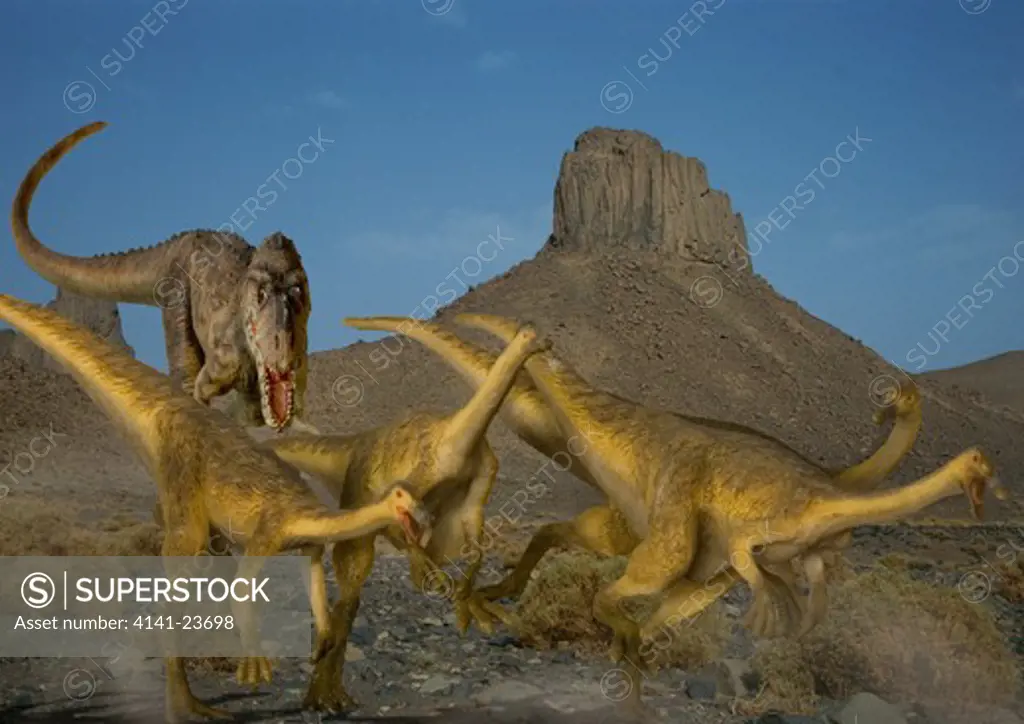 gallimimus bullatus group fast-running omnivore theropod dinosaurs from the late cretaceous period, fleeing from a marauding alioramus remotus in what is today the gobi desert in mongolia.