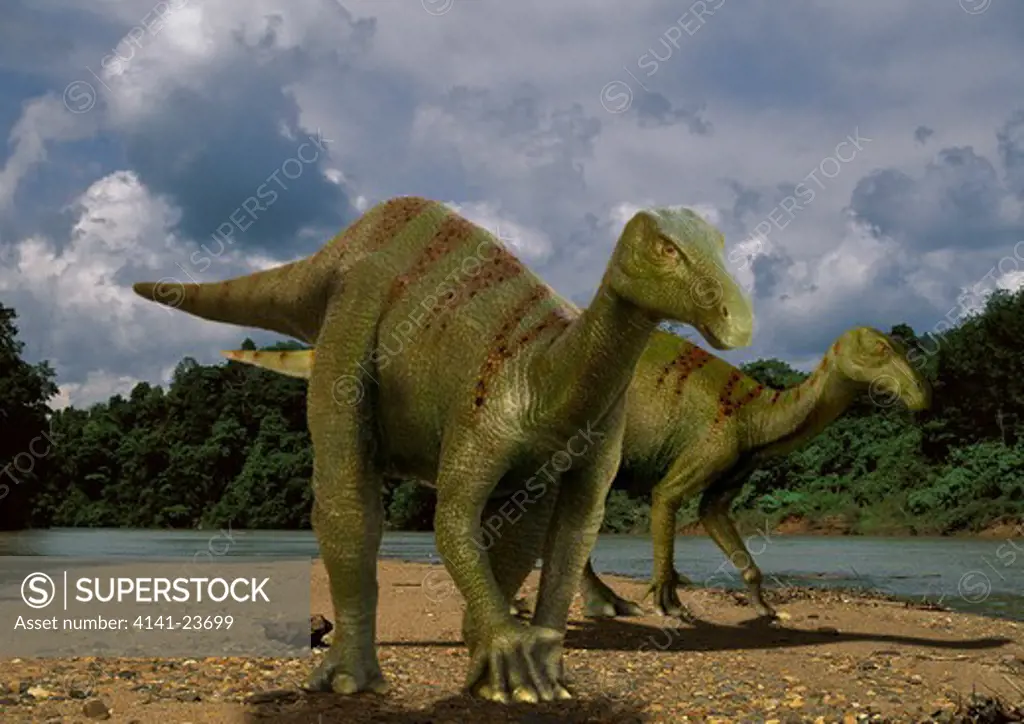 iguanodon anglicum pair a plant-eating ornitischian dinosaur with spiked thumbs from the early cretaceous period, walking by a riverbank in what is today england.
