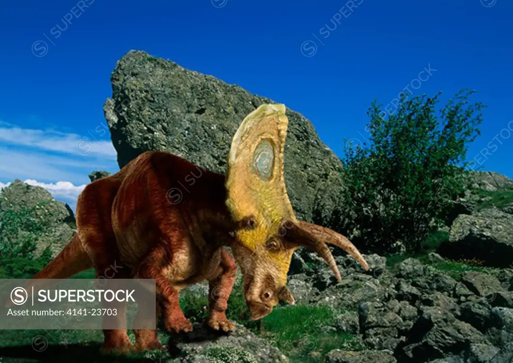 torosaurus latus adult male a ceratopsian herbivorous dinosaur from the late cretaceous period, displaying its large neck frill in what is today saskatchewan in canada.