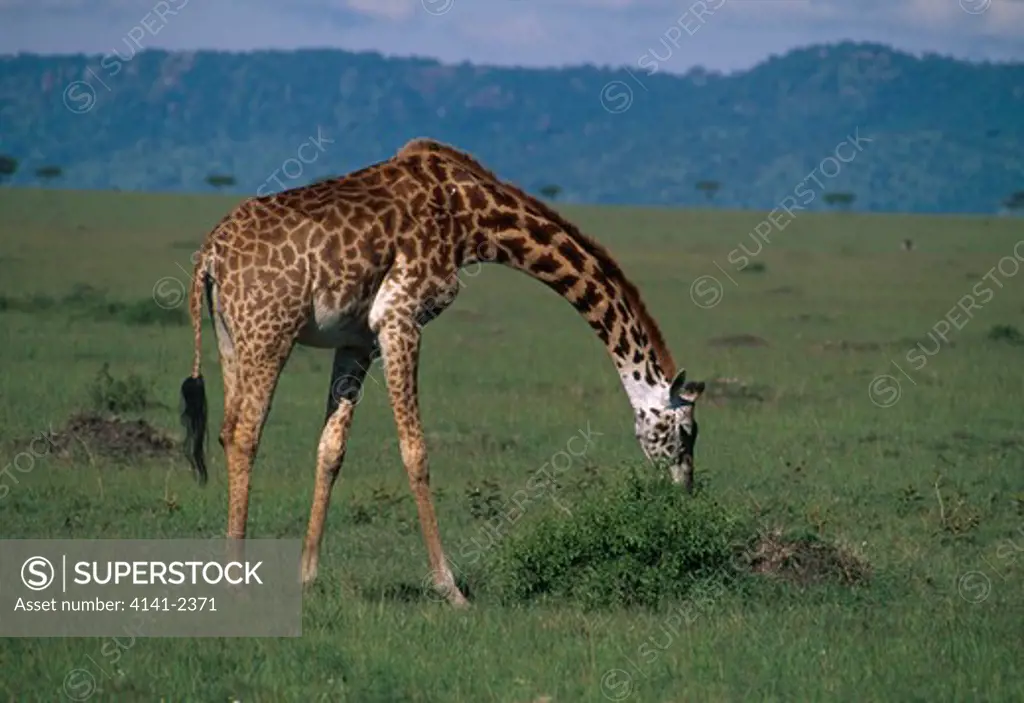 giraffe browsing on acacia giraffa camelopardalis masai mara natl reserve, kenya 