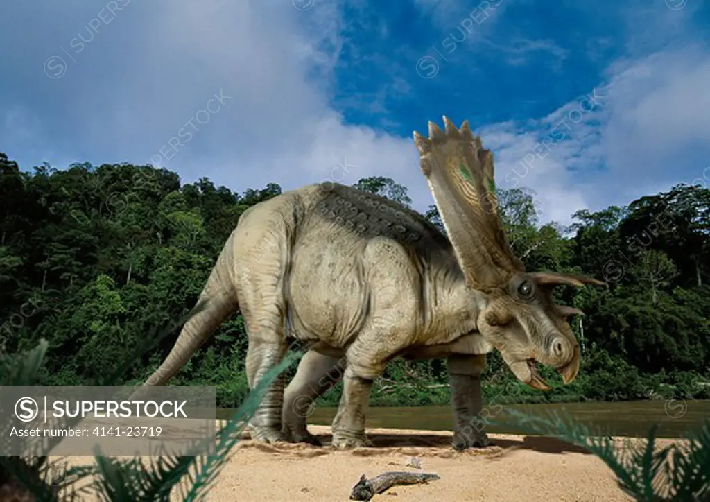 digital composite of a male anchiceratops ornatus, a large three-horned ceratopsid dinosaur from the late cretaceous, ambling by a muddy river in what is today the state of alberta in canada.