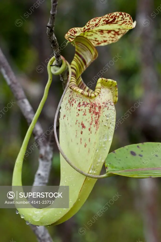 upper aerial pitcher of pitcher plant (nepenthes rafflesiana). growing in kerangas heath forest, bako np, sarawak, borneo.