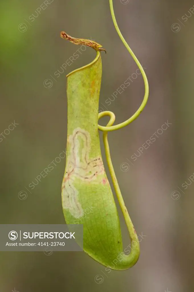 aerial pitcher of pitcher plant (nepenthes gracilis). growing in kerangas heath forest, bako np, sarawak, borneo.