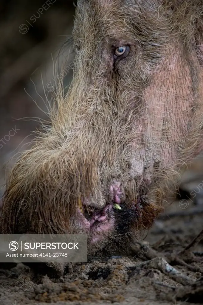 male bearded pig (sus barbatus) foraging along beach, bako np, sarawak, borneo.
