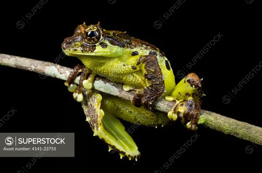 mossy tree frog (rhacophorus everetti). active at night along side mountain stream. mt kinabalu, (at 1400m asl), sabah, borneo.