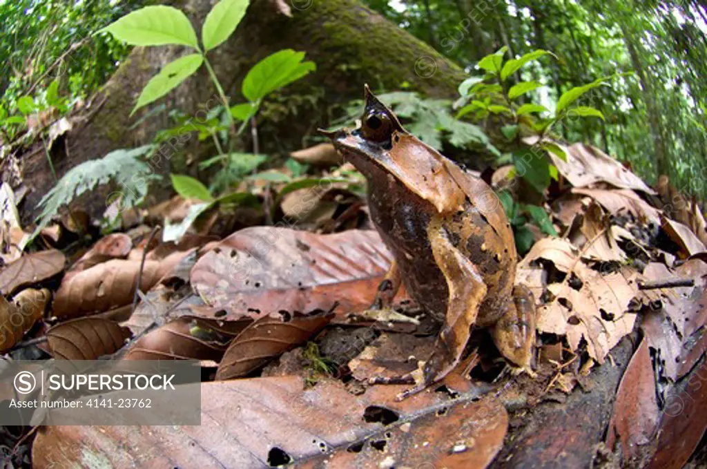 bornean horned frog (megophrys nasuta) amongst leaf-litter on forest floor. danum valley, sabah, borneo.