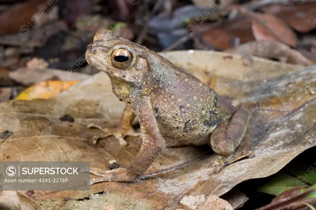 giant river toad (bufo juxasper) in leaf litter. danum valley, sabah, borneo.