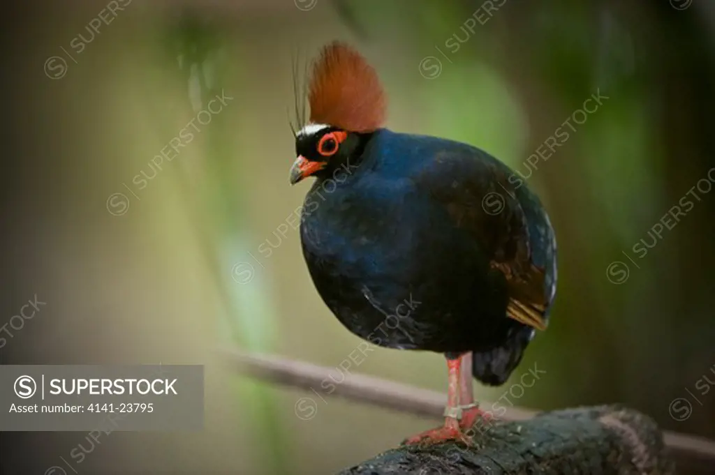 male crested wood partridge (rollulus rouloul) from evergreen rain forest areas of borneo, sumatra and malay peninsula. photographed in captivity at jurong bird park, singapore.
