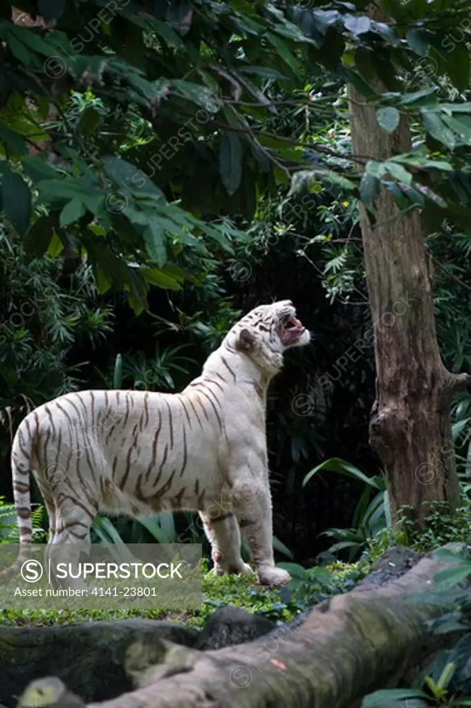 male white tiger (panthera tigris tigris). double recessive gene produces pale colour morph. original wild individuals occurred near rewa in india. now only in captivity. photographed in captivity at singapore zoo.